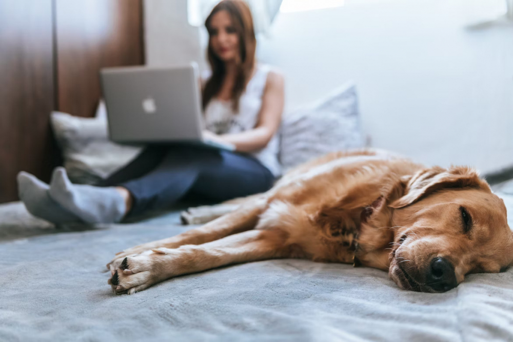 can surgical tech preceptor work from home
